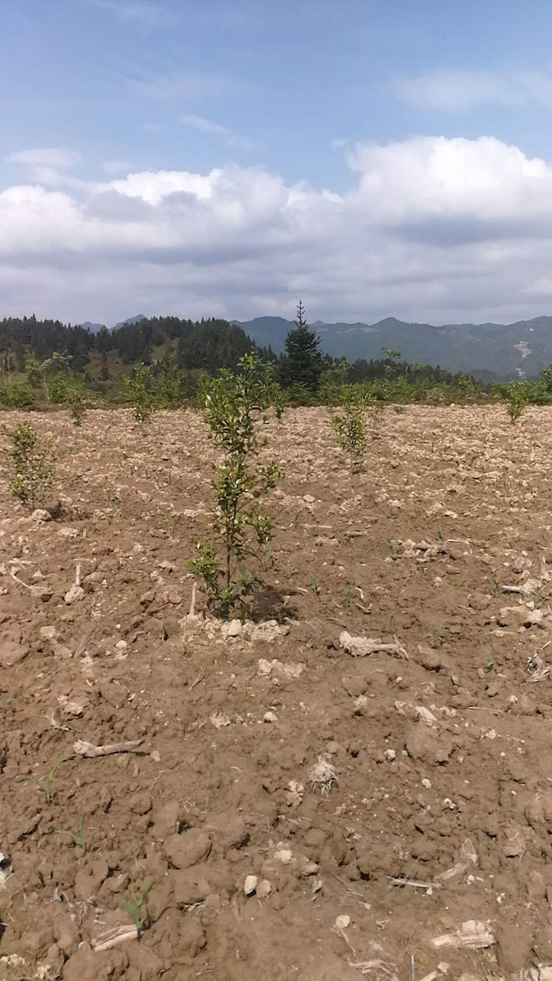 湖北有機(jī)山茶油