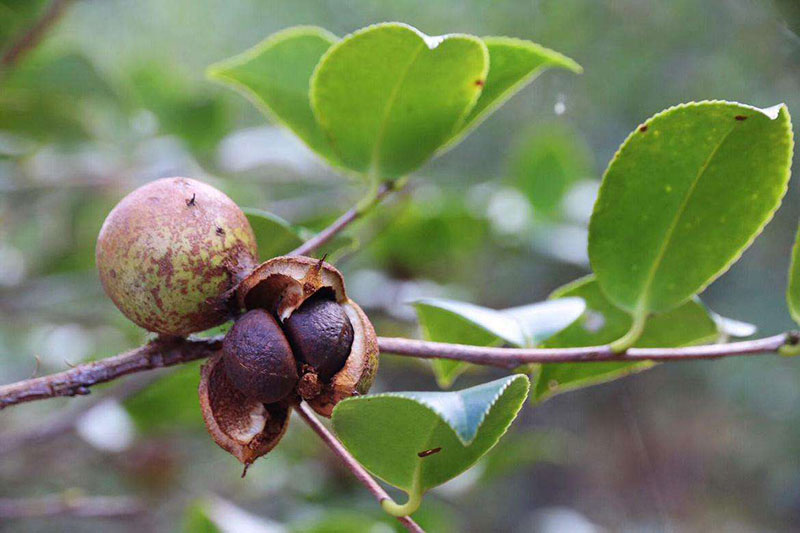 湖北有機(jī)山茶油