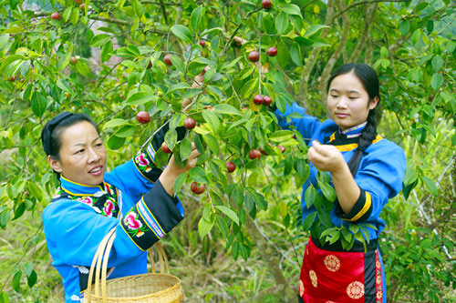 油茶又紅邊鎮(zhèn)夢 湖北有機(jī)山茶油